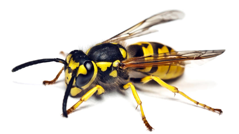 wasp