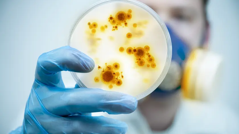 viruses-bacterias