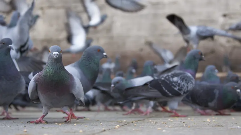 pigeons