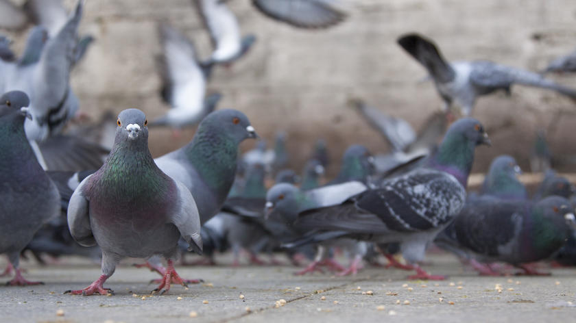 pigeons