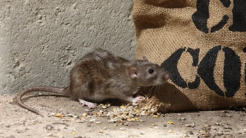 rat