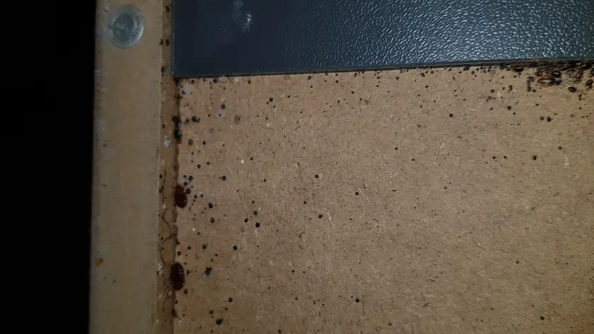 Infestation punaises de lit
