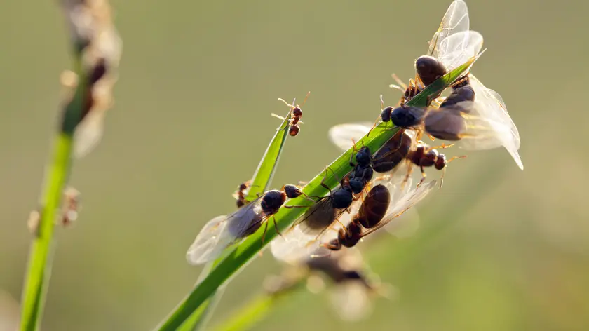 fourmis