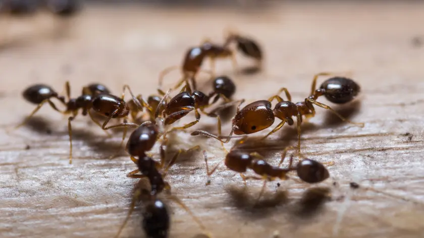 fourmis