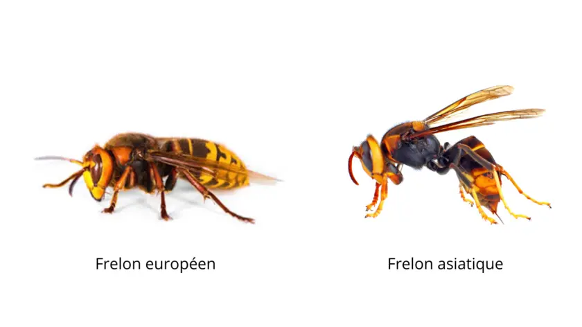 frelon_europeen_frelon_asiatique