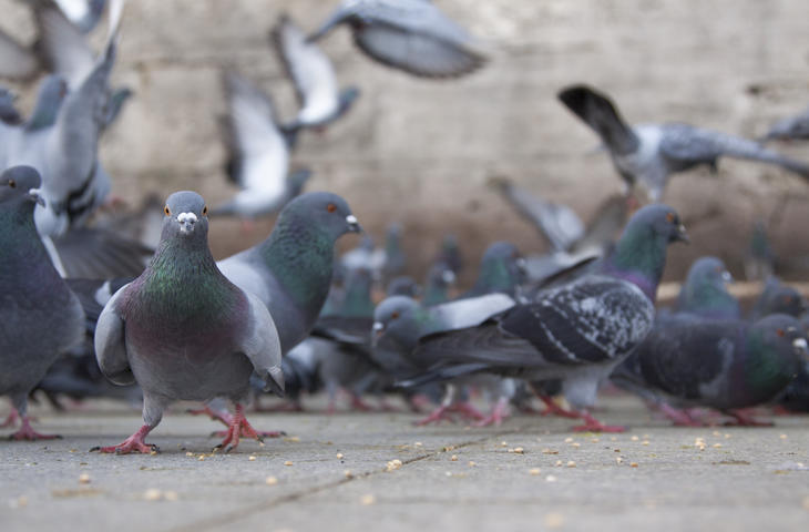 pigeons