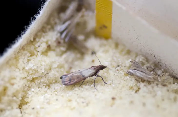 mite alimentaire