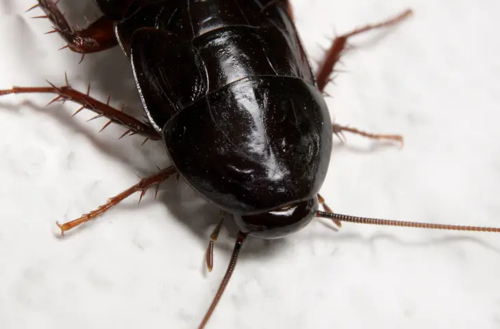 Blatte Orientale
