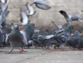 pigeons