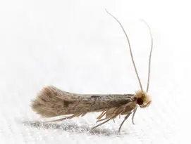 mite textile