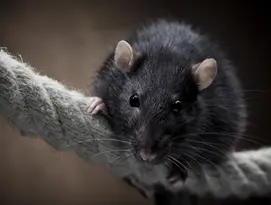 Rat noir