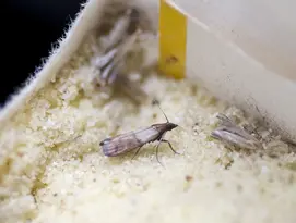 mite alimentaire