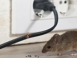 Souris tenra