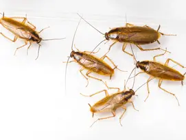 Blatte germanique