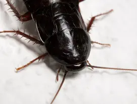 Blatte Orientale