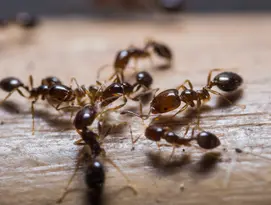 Fourmis