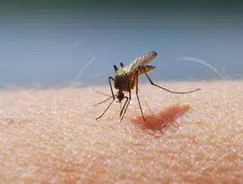 Mouche sur la peau
