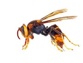 Frelon asiatique