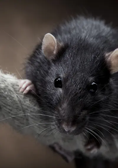 Rat noir